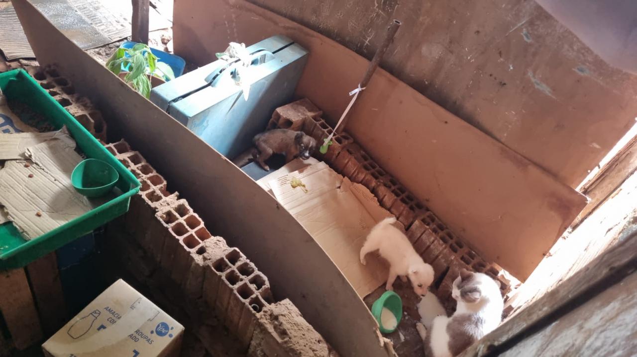 Foto 3 de 3 — Polícias prendem mulher por maus-tratos a cães e gatos em Boa Esperança do Sul